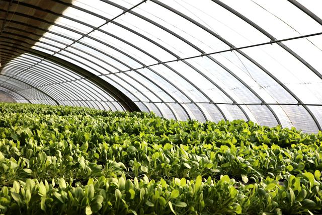 農(nóng)業(yè)用臭氧發(fā)生器的具體應(yīng)用說明